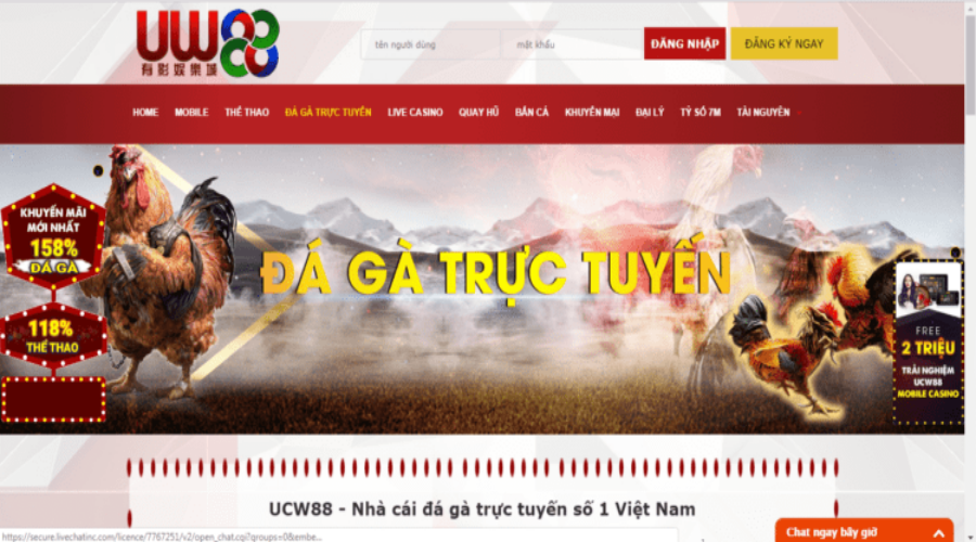 UCW88 – Website xem trực tiếp đá gà, cá cược cực đã UCW88 – Website xem trực tiếp đá gà, cá cược cực đã
