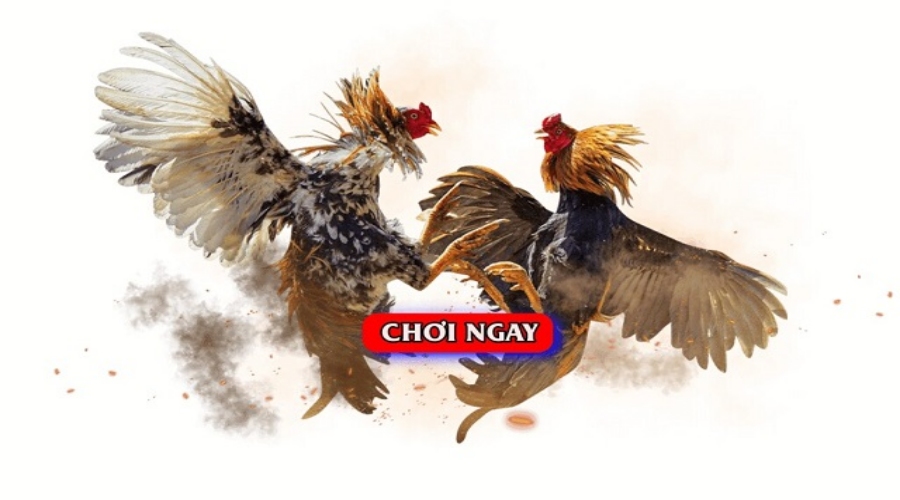 AE888 – Nhà cái đá gà trực tiếp Campuchia uy tín hàng đầu
Giao dịch thanh toán tại AE888 nhà cái đá gà trực tiếp Campuchia