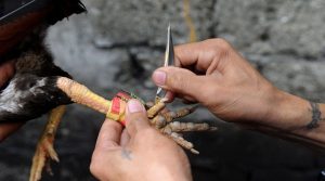 Đá gà cựa sắt trực tiếp – Cách chọn gà cựa sắt hay giúp làm chủ sàn đấu