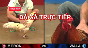 Đá gà trực tiếp C1 – Những thông tin sư kê không thể bỏ qua