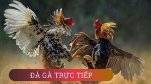 Đá gà trực tiếp – Luật chơi và quy tắc đặt cược bạn cần nắm